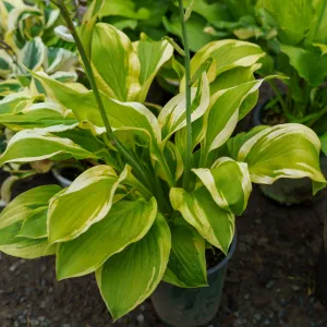 Velvet Moon Hosta