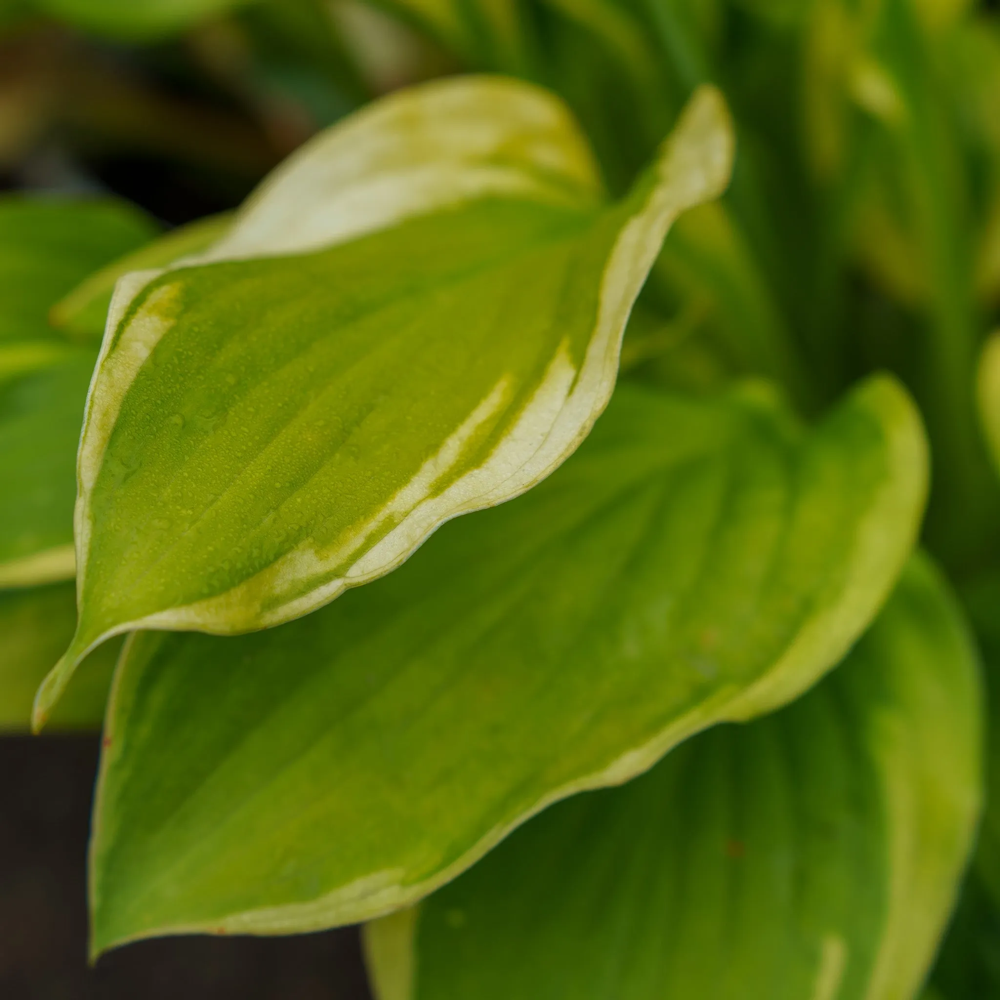 Velvet Moon Hosta